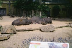 Der Kölner Zoo setzt auf ViCo, um auch den Zugang zu Hippodom zu sichern. So kann der Besucher die Tiere entspannt genießen. (Quelle: dimedis)
